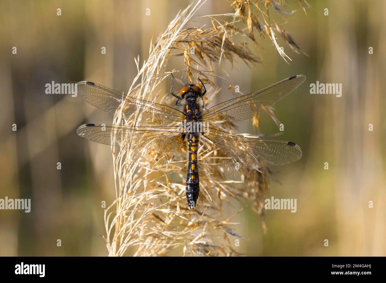 Bulbusweissgesichtsdarter (Leucorrhinia caudalis), weiblich, Schweden Stockfoto