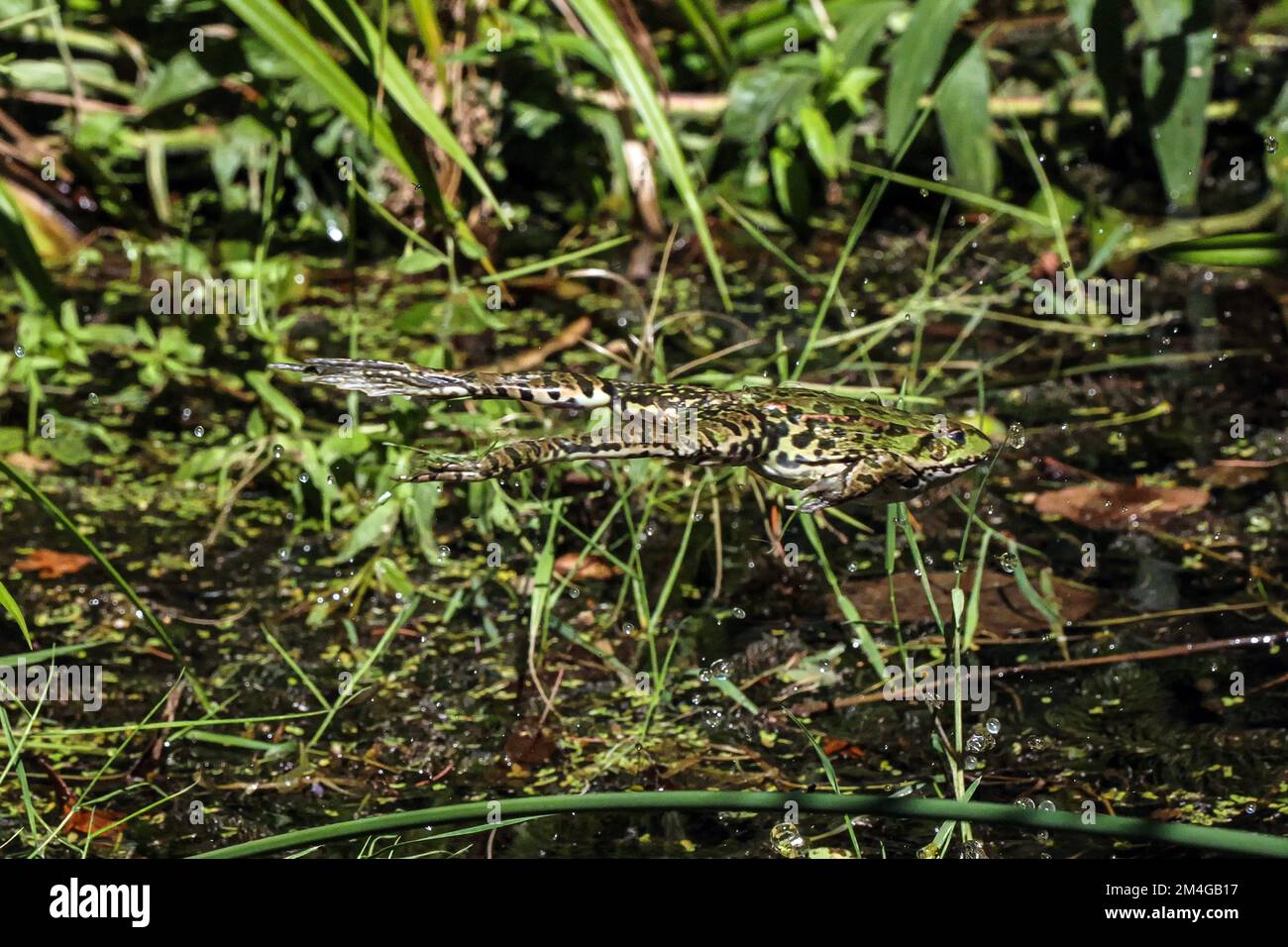 Europäischer Speisefrosch, Speisefrosch (Rana kl. Esculenta, Rana esculenta, Pelophylax esculentus), entkommt mit einem Sprung in den Teich, Deutschland, Stockfoto