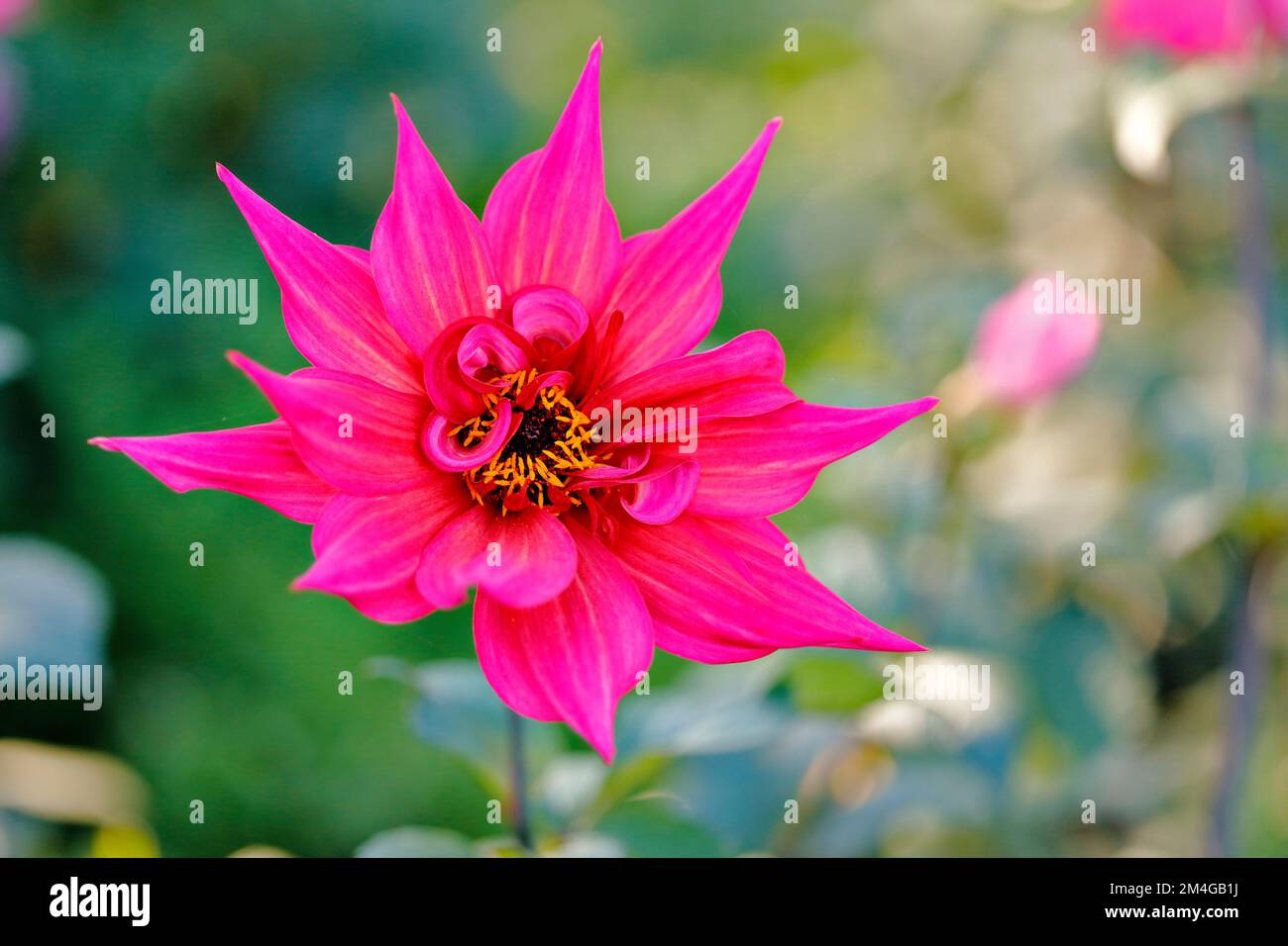 georgina (Dahlia x hortensis), Blume Stockfoto