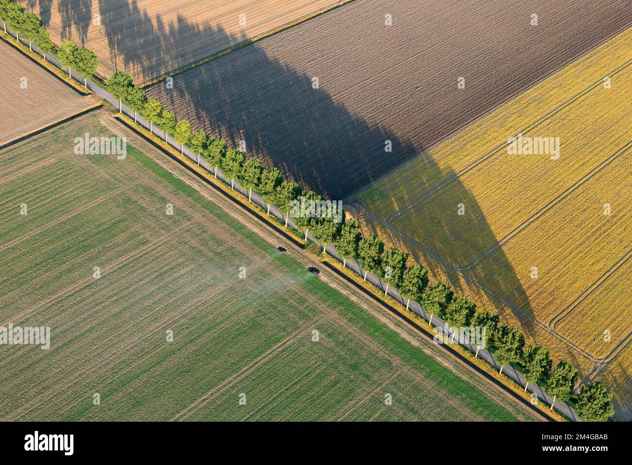 Feldlandschaft im Hedwipolder, Luftaufnahme, Belgien, Antwerpen Stockfoto