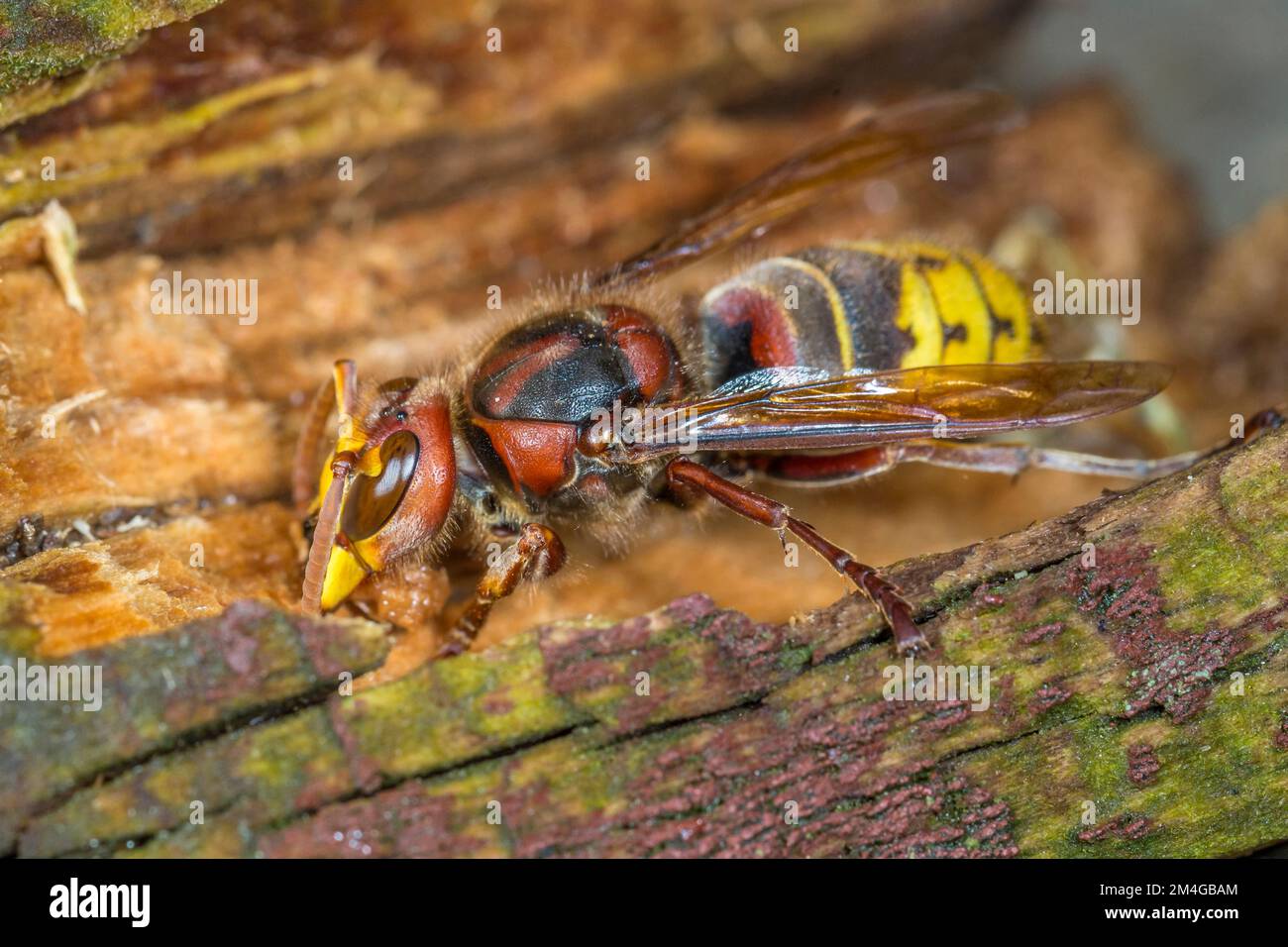 hornet, Braunhornet, Europäische Hornisse (Vespa crabro), Holz von einer Baumwunde kratzen, Seitenansicht, Deutschland, Bayern Stockfoto