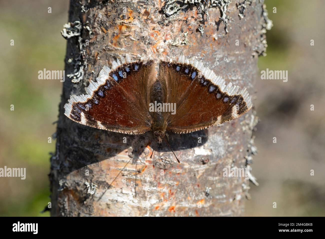 Camberwell Beauty (Nymphalis Antiopa), Männlich sitzt auf einem Baumstamm, Deutschland Stockfoto