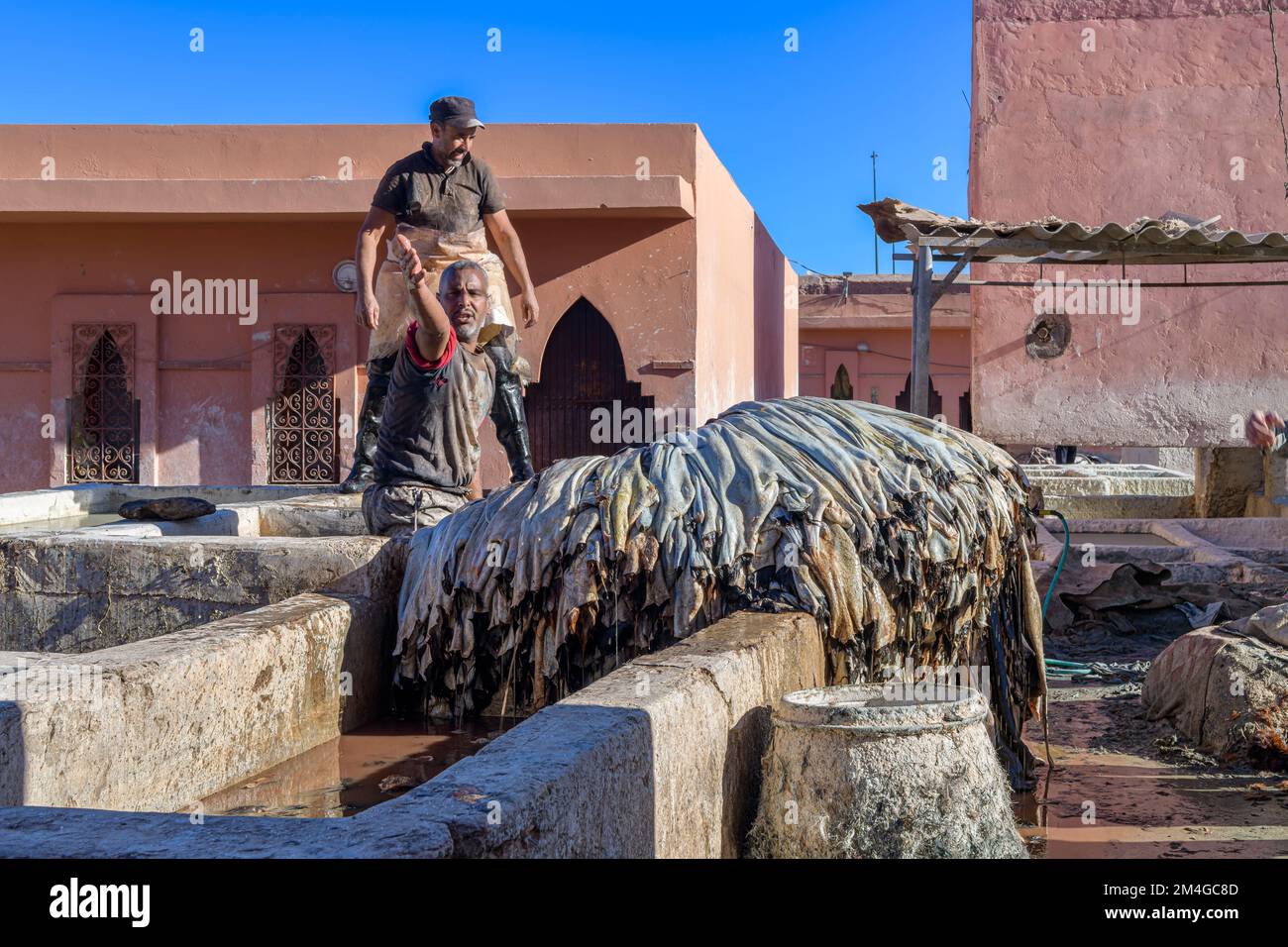 Die Gerbereien am Stadtrand von Marrakesch. Ermordete Tiere werden gehäutet, während sie noch warm sind, dann entfärbt, getränkt in Fässern mit Vogelkacke, um sie weich zu machen. Stockfoto