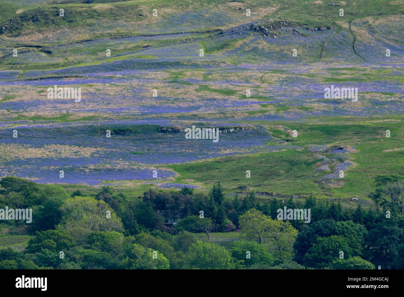 Landschaftsblick auf Bluebell Teppich, Isle of Mull, Schottland, Großbritannien, Juni Stockfoto