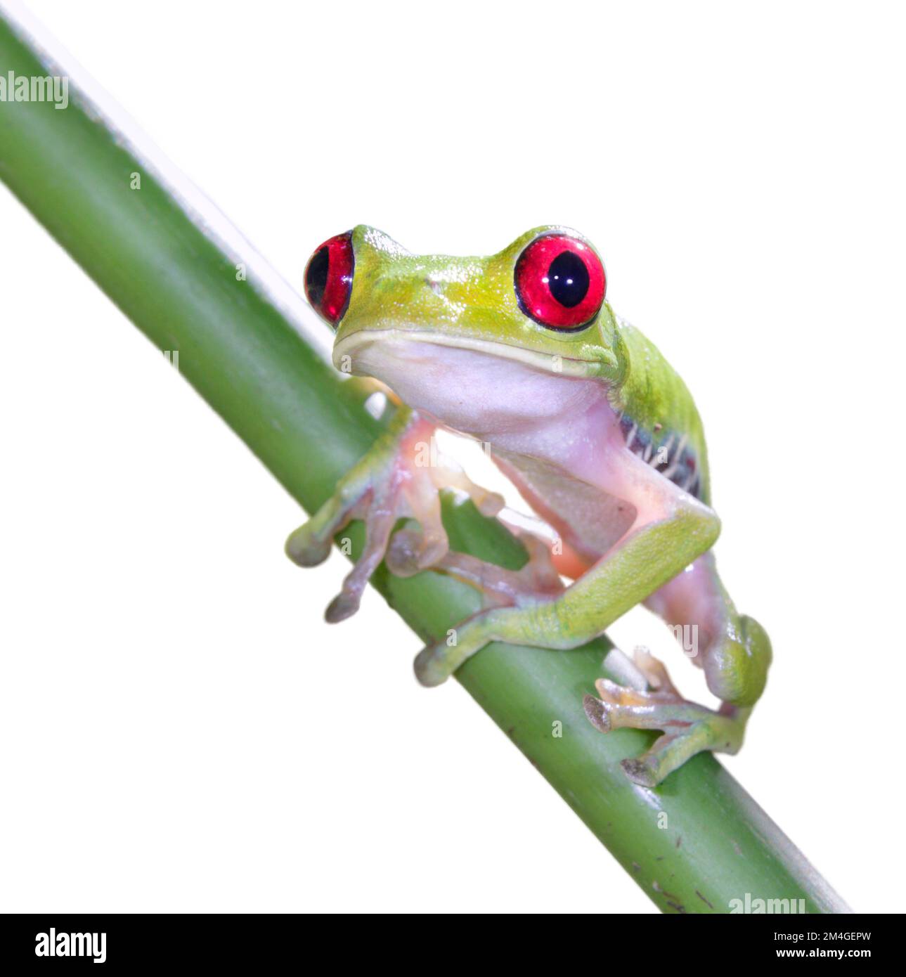 Rotäugiger Baumfrosch (Agalychnis callidryas), isoliert auf weißem Hintergrund Stockfoto