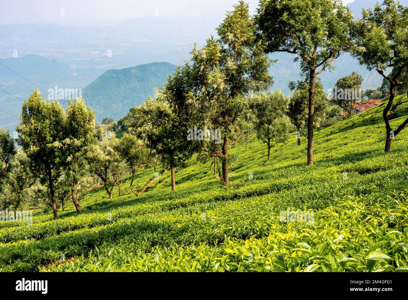 Teestände, Nilgiri Hills, Coonoor, Hill Station, Tamil Nadu, Indien Stockfoto