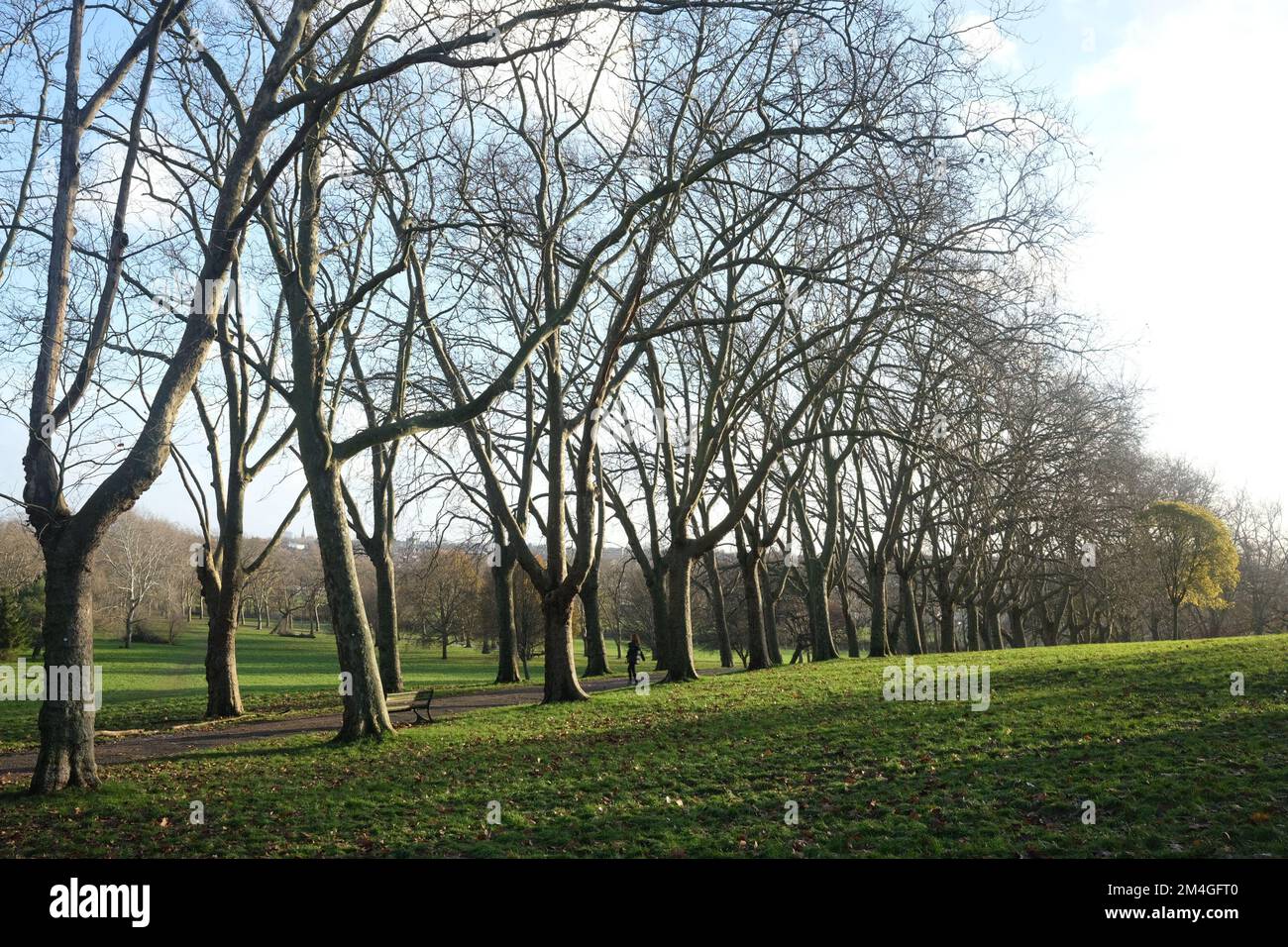 Die Wintersonne wirft lange und markante Schatten über die Allee der Bäume, die hier im Gladstone Park im Norden Londons zu sehen ist Stockfoto