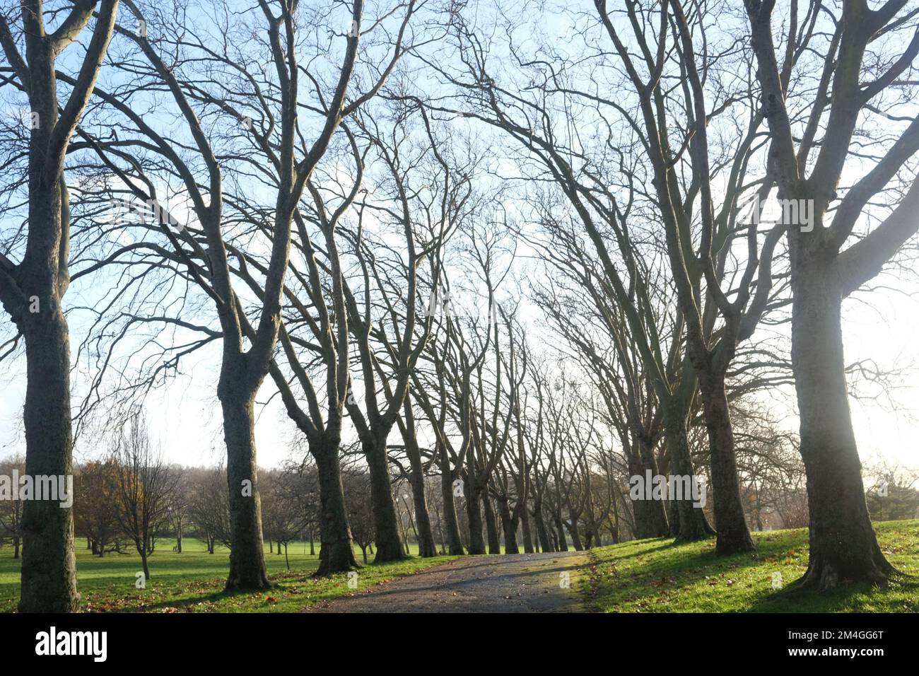 Die Wintersonne wirft lange und markante Schatten über die Allee der Bäume, die hier im Gladstone Park im Norden Londons zu sehen ist Stockfoto