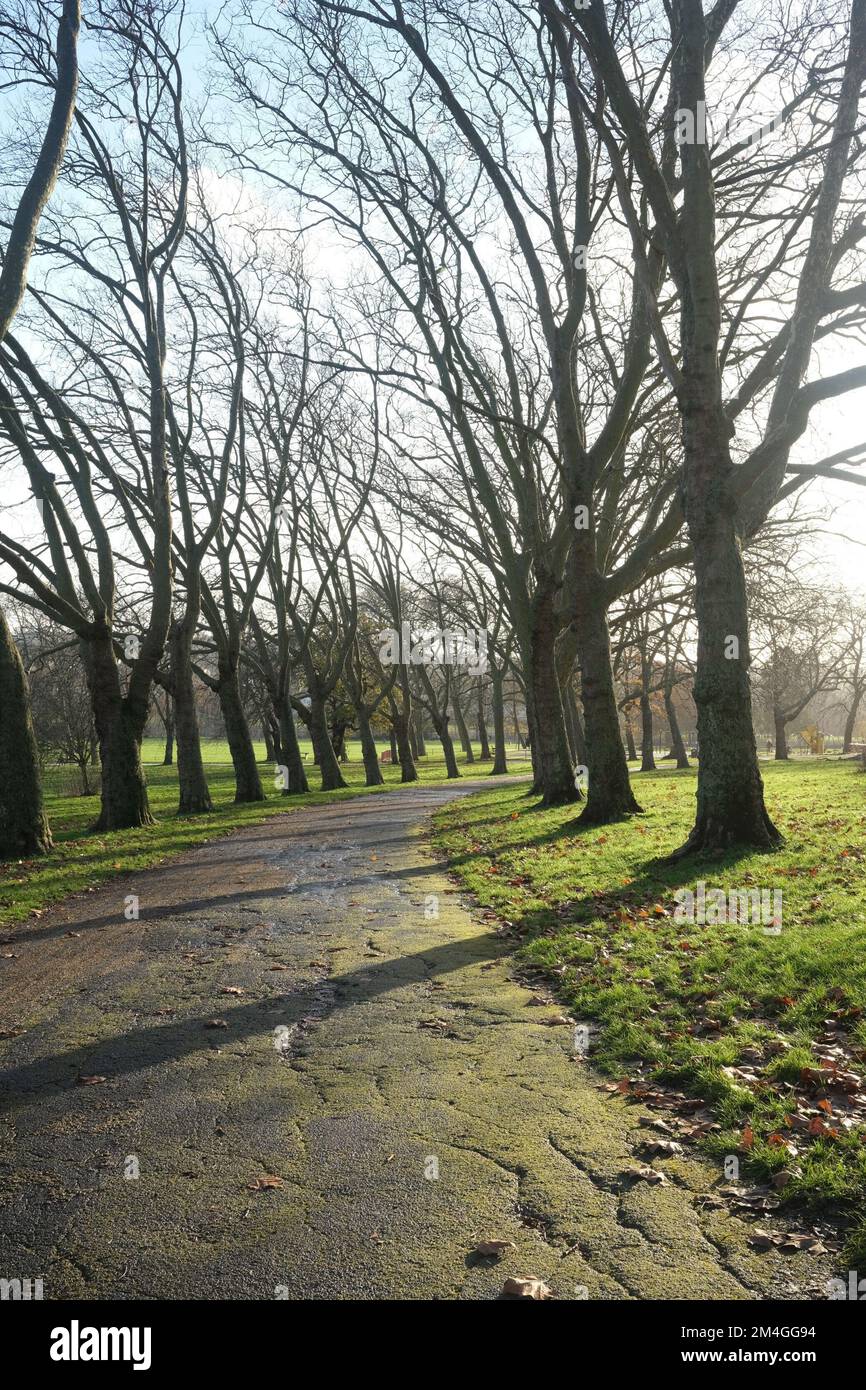 Die Wintersonne wirft lange und unverwechselbare Schatten über die rees, die hier im Gladstone Park im Norden Londons zu sehen sind Stockfoto