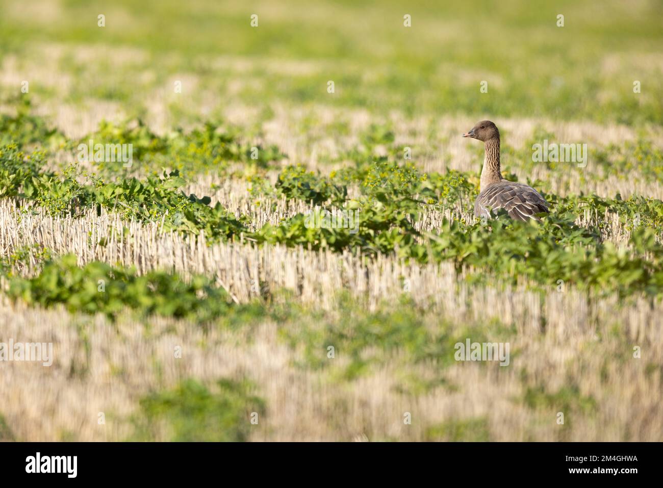 Pink-Footed Gans Anser brachyrhynchus, Erwachsene im Winter Stoppelfeld, Choseley, Norfolk, Großbritannien, Oktober Stockfoto