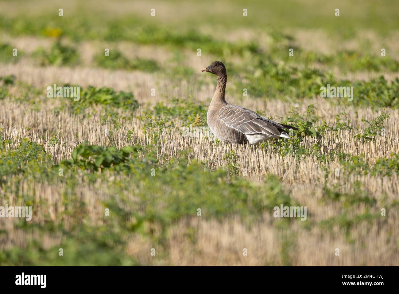Pink-Footed Gans Anser brachyrhynchus, Erwachsene im Winter Stoppelfeld, Choseley, Norfolk, Großbritannien, Oktober Stockfoto