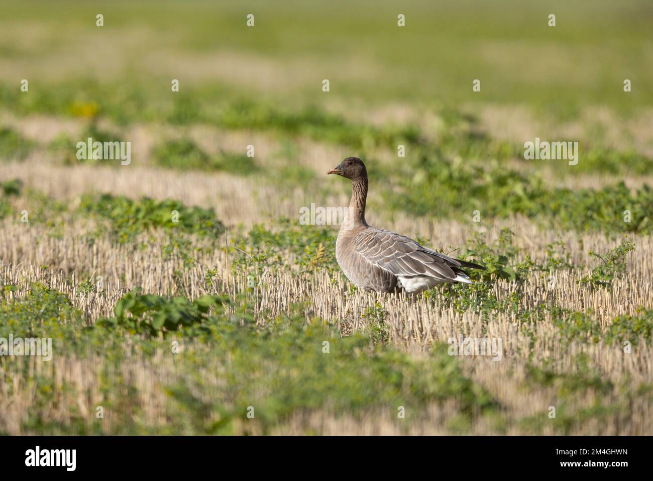 Pink-Footed Gans Anser brachyrhynchus, Erwachsene im Winter Stoppelfeld, Choseley, Norfolk, Großbritannien, Oktober Stockfoto