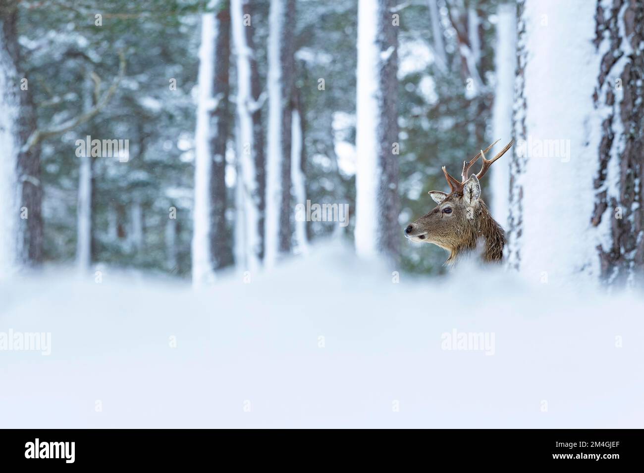 Rotwild Cervus elaphus, Hirsch in schneebedeckten Waldgebieten, Alvie Estate, Highlands, Schottland, Großbritannien, Februar Stockfoto