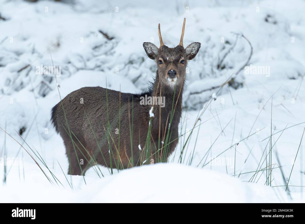 Sika Deer Cervus nippon, Hirsch im Schnee, Alvie Estate, Highland, Schottland, Vereinigtes Königreich, Februar Stockfoto