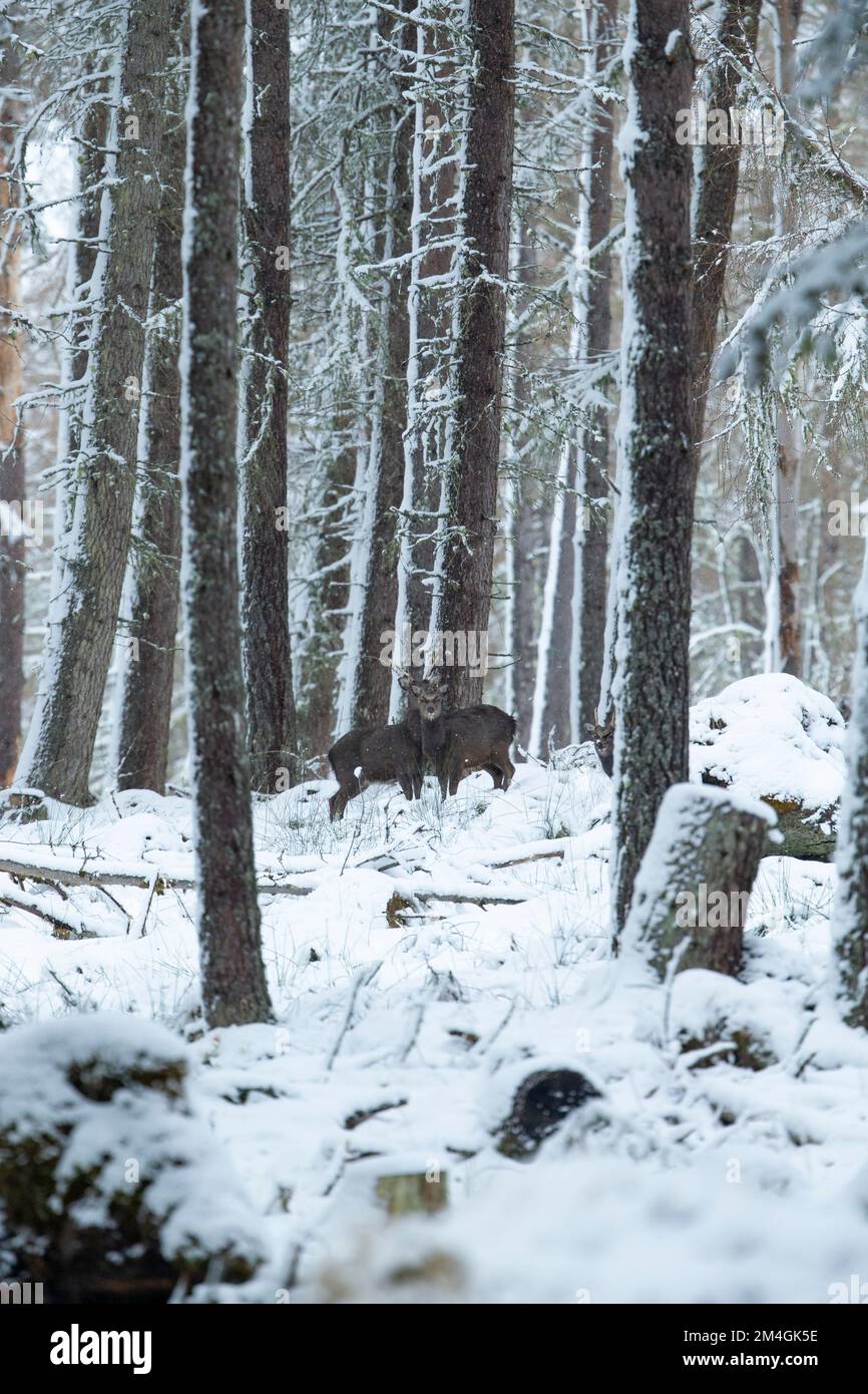 Sika Deer Cervus nippon, Hirsch im Schnee, Alvie Estate, Highland, Schottland, Vereinigtes Königreich, Februar Stockfoto