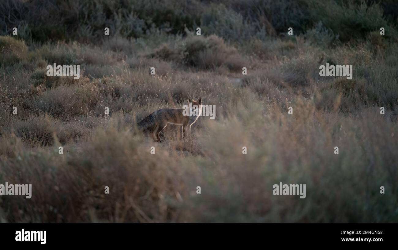 Neugieriger Fuchs, der nach Beute sucht, nach Sonnenuntergang mitten im Busch Stockfoto