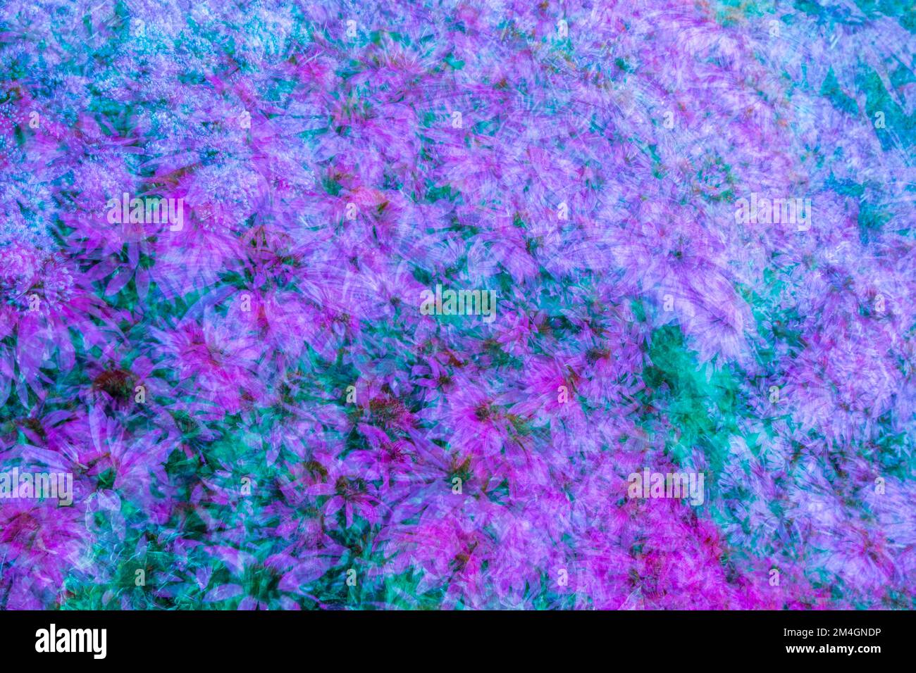 Purple Coneflower Dream Mehrfachbelichtung Stockfoto