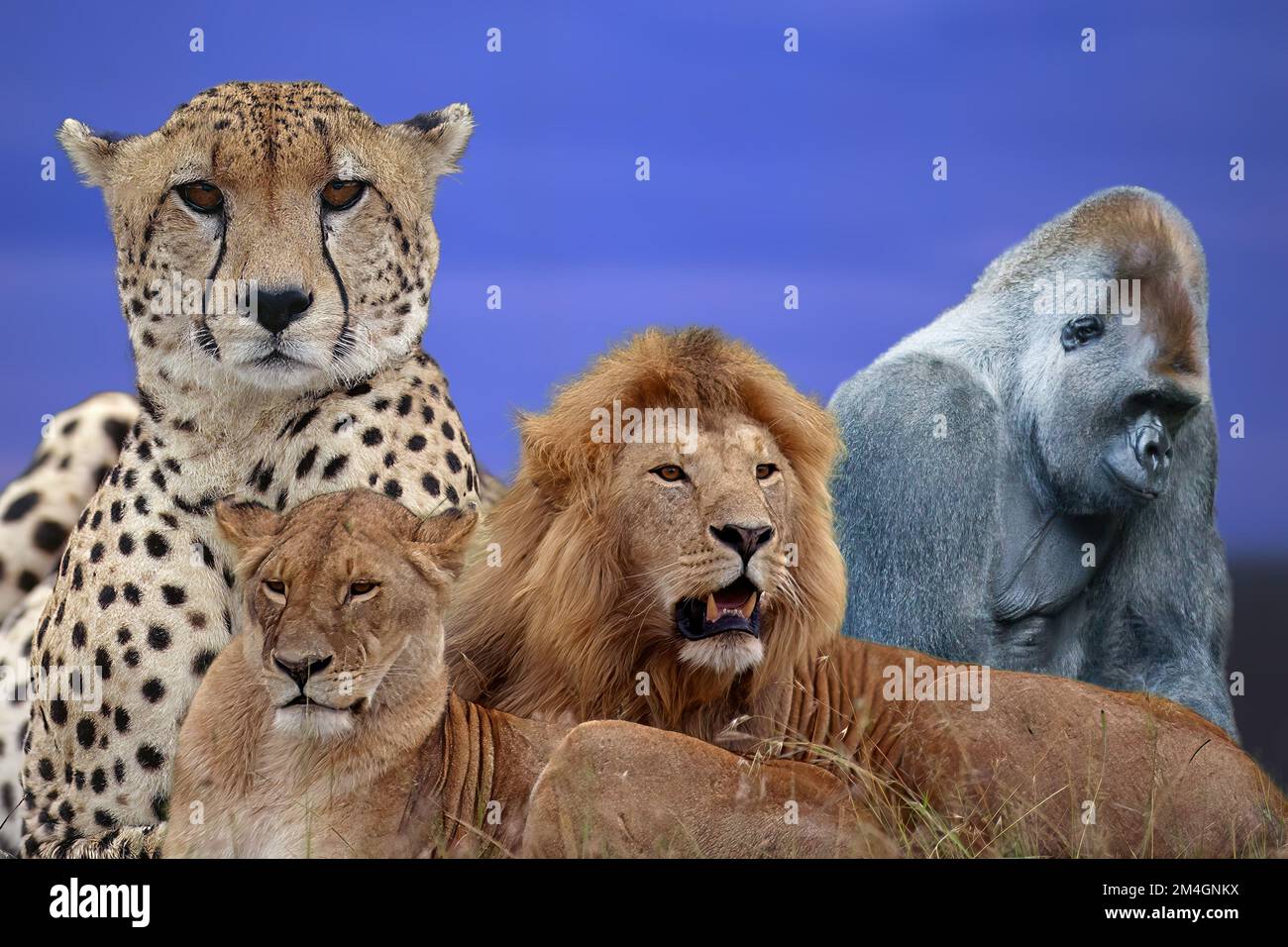 Einige Arten afrikanischer Tiere Stockfoto