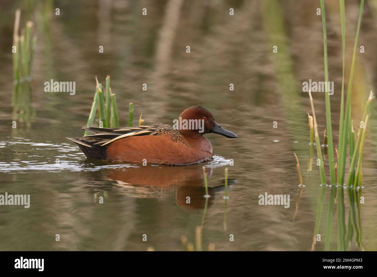 Männlicher Zimtteelee (Spatula cyanoptera) in einem Cattail Sumsh, Yolo County Kalifornien Stockfoto