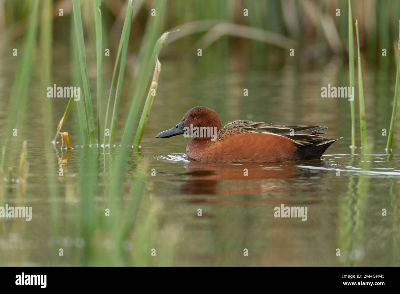 Männlicher Zimtteelee (Spatula cyanoptera) in einem Cattail Sumsh, Yolo County Kalifornien Stockfoto
