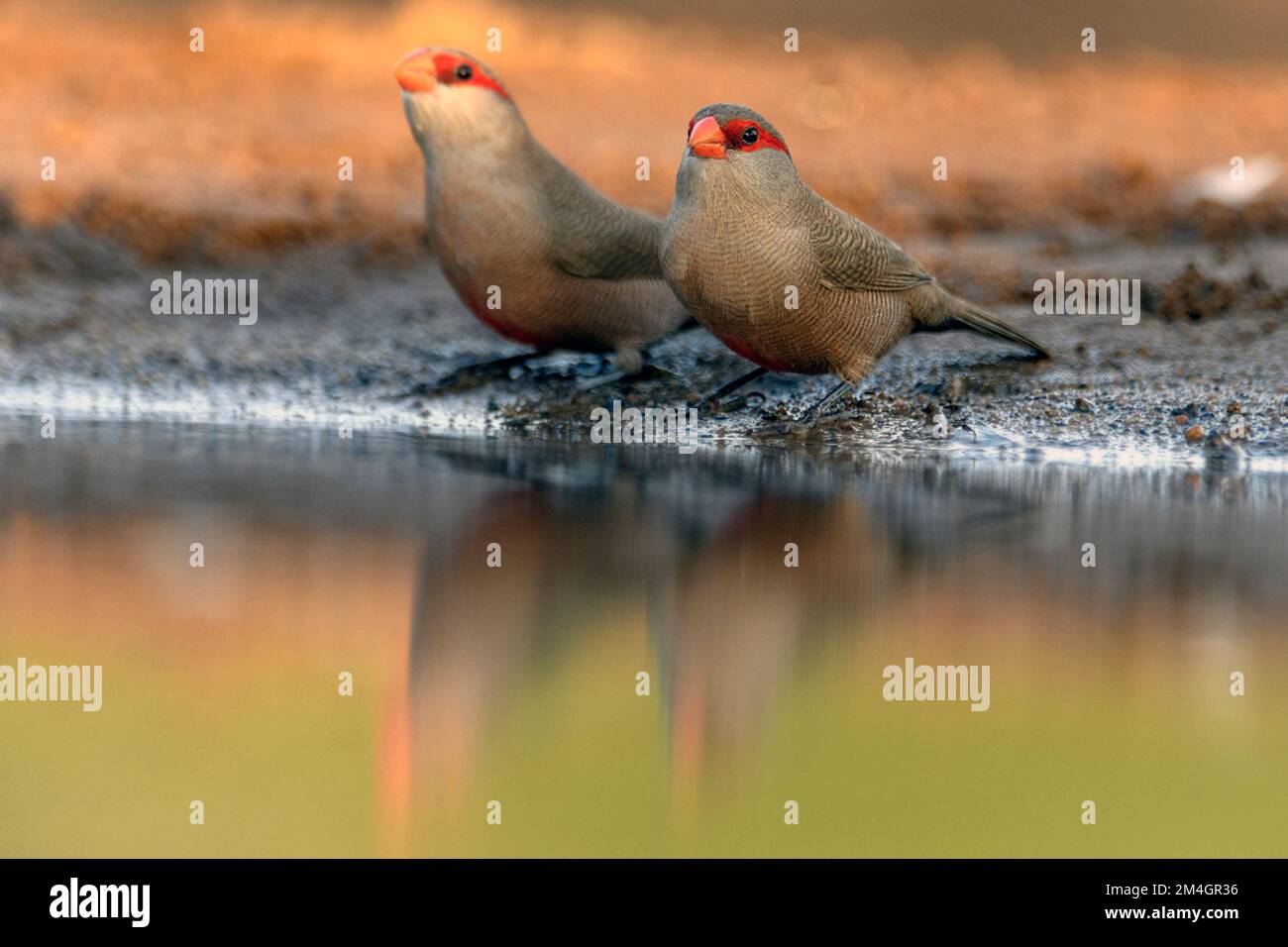 Gewöhnliche Wacholder (Estrilda astrild) an einem Teich im Zimanga Private Reserve, Südafrika. Stockfoto