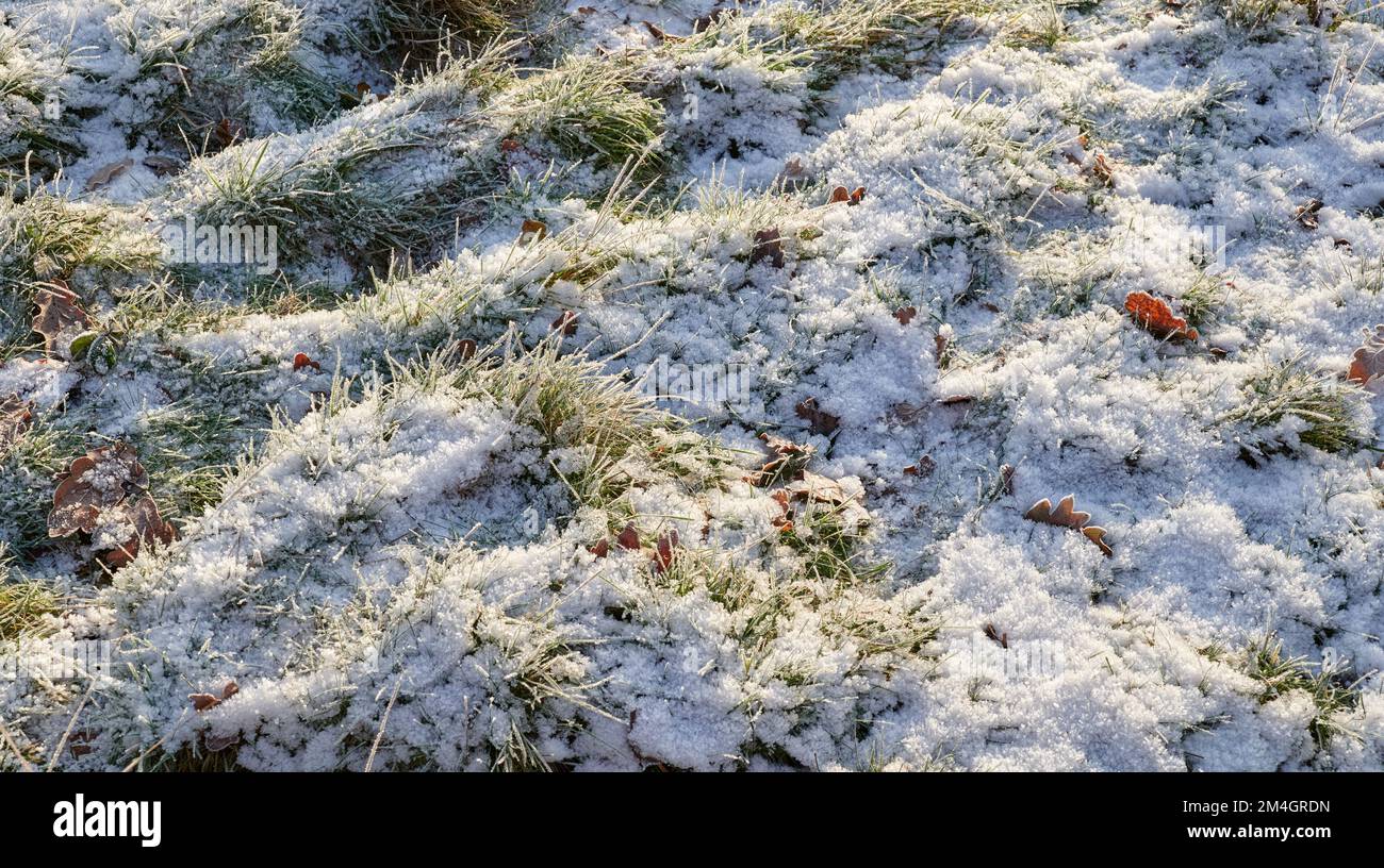 Dünne Abdeckung von Schnee auf Gras, mit Hintergrundbeleuchtung von der Sonne Stockfoto