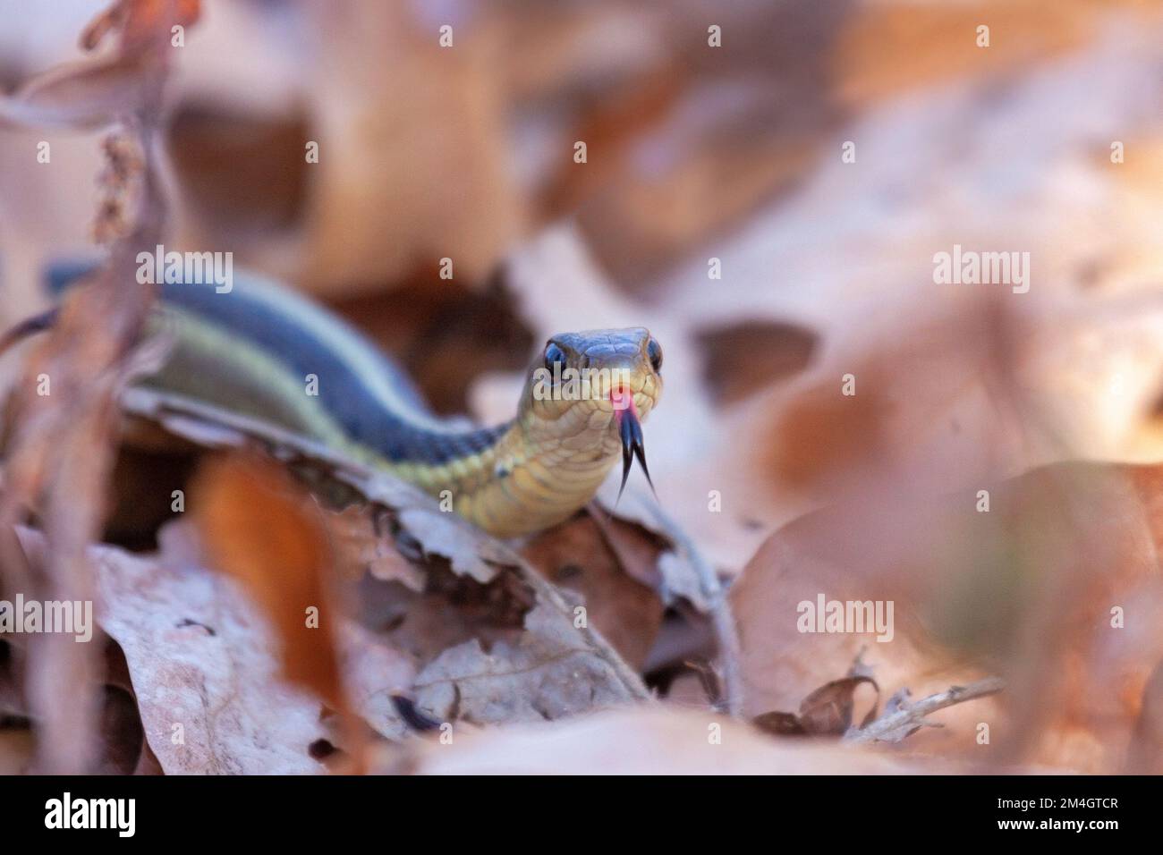 Eine Strumpfschlange gleitet sich durch die gefallenen Blätter und zieht ihre Zunge aus dem Mund Stockfoto