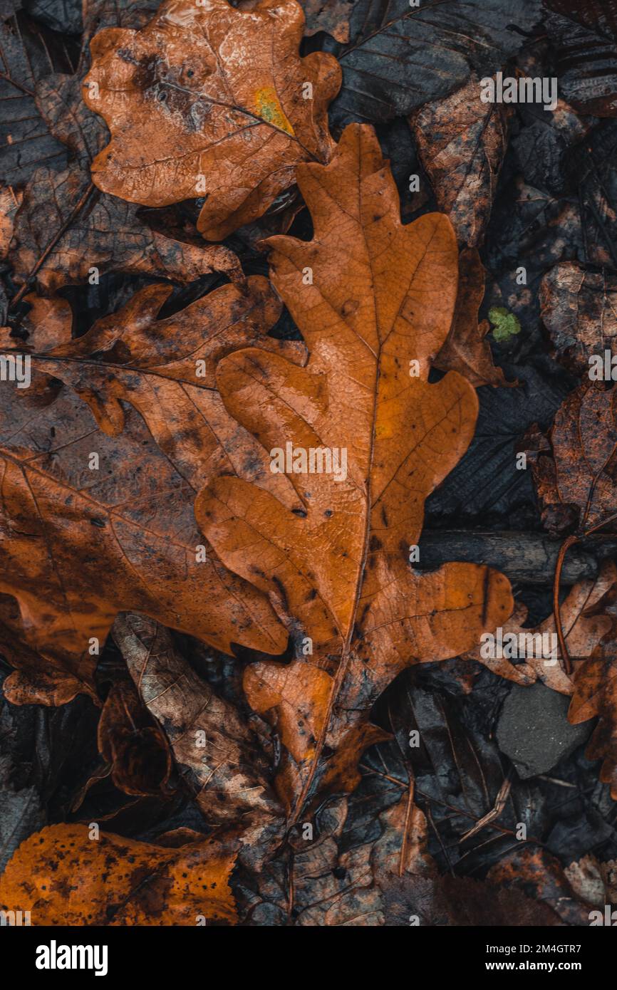 Hintergrund dunkle gefallene Blätter mit vorherrschender orange-brauner Farbe in der Herbstsaison. Das Ende eines Lebens und der Beginn eines neuen. Stockfoto