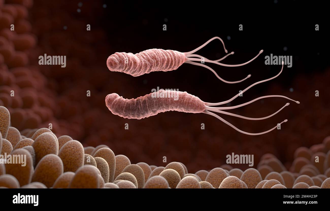Helicobacter Pylori ist ein gramnegatives, mikroaerophil Bakterium im Magen gefunden. 3D illustration Stockfoto