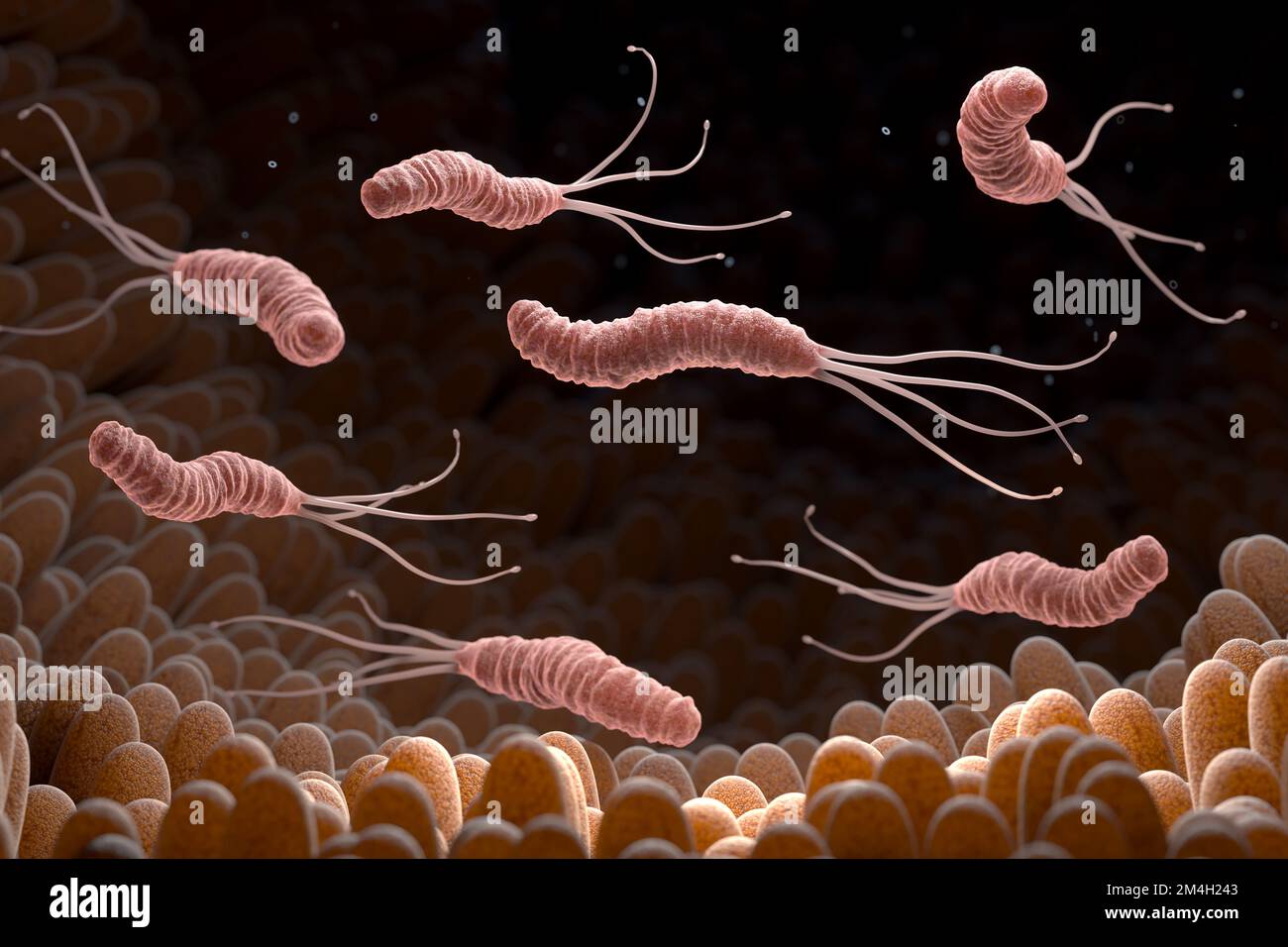 Helicobacter Pylori ist ein gramnegatives, mikroaerophil Bakterium im Magen gefunden. 3D illustration Stockfoto