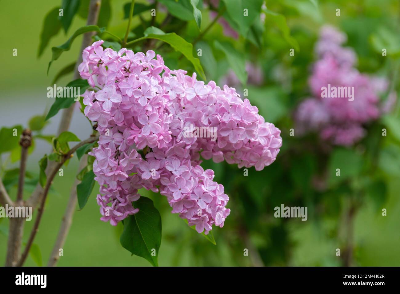 Syringa vulgaris Esther Staley, Syringa Esther Staley, Lilac, eine Masse lila-rosa Blumen Stockfoto
