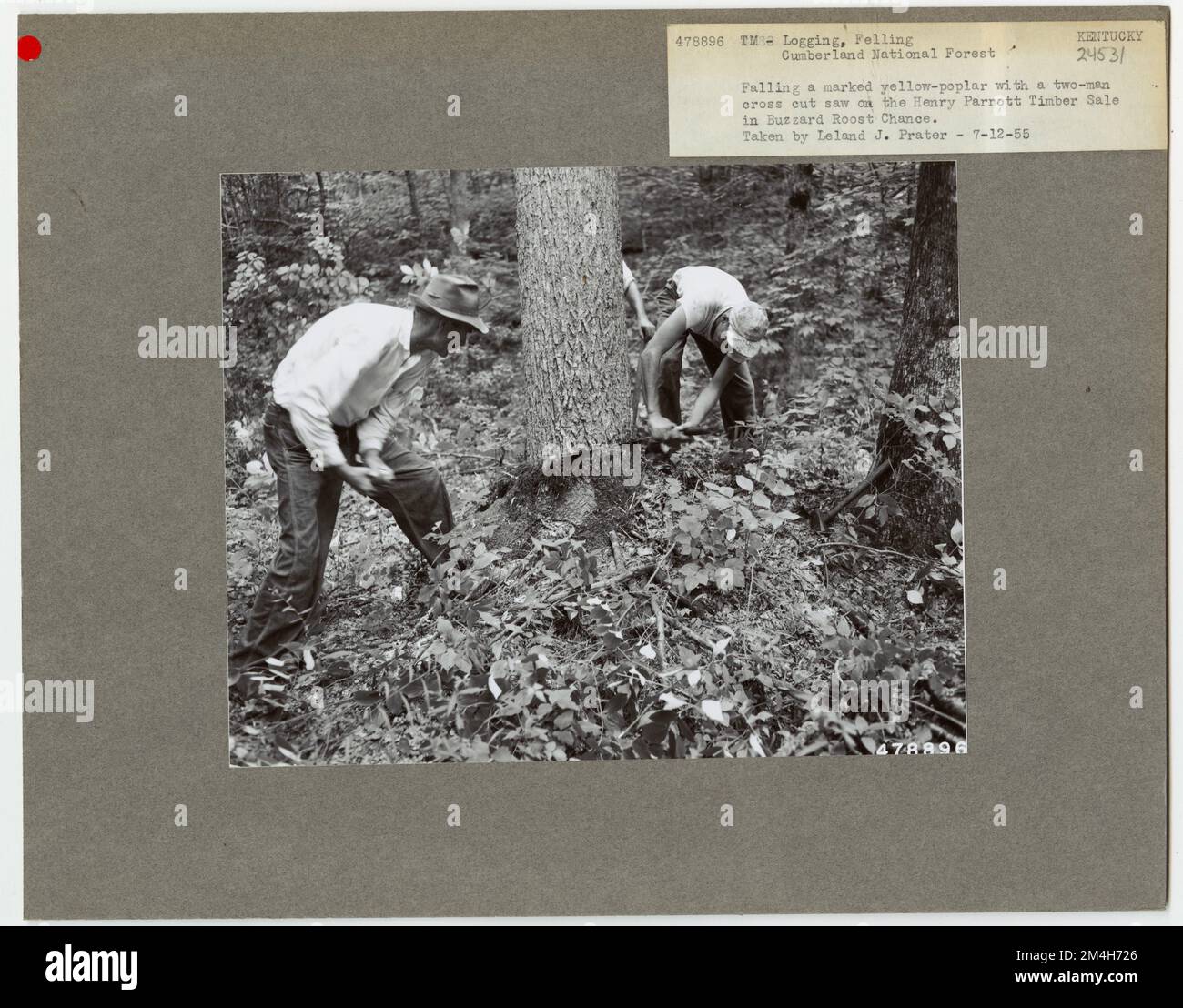 Holzeinschlag: Fällen - Kentucky. Fotografien zu National Forests, Resource Management Practices, Personal sowie Kultur- und Wirtschaftsgeschichte Stockfoto Holzeinschlag: Fällen - Kentucky. Fotografien zu National Forests, Resource Management Practices, Personal sowie Kultur- und Wirtschaftsgeschichte Stockfoto