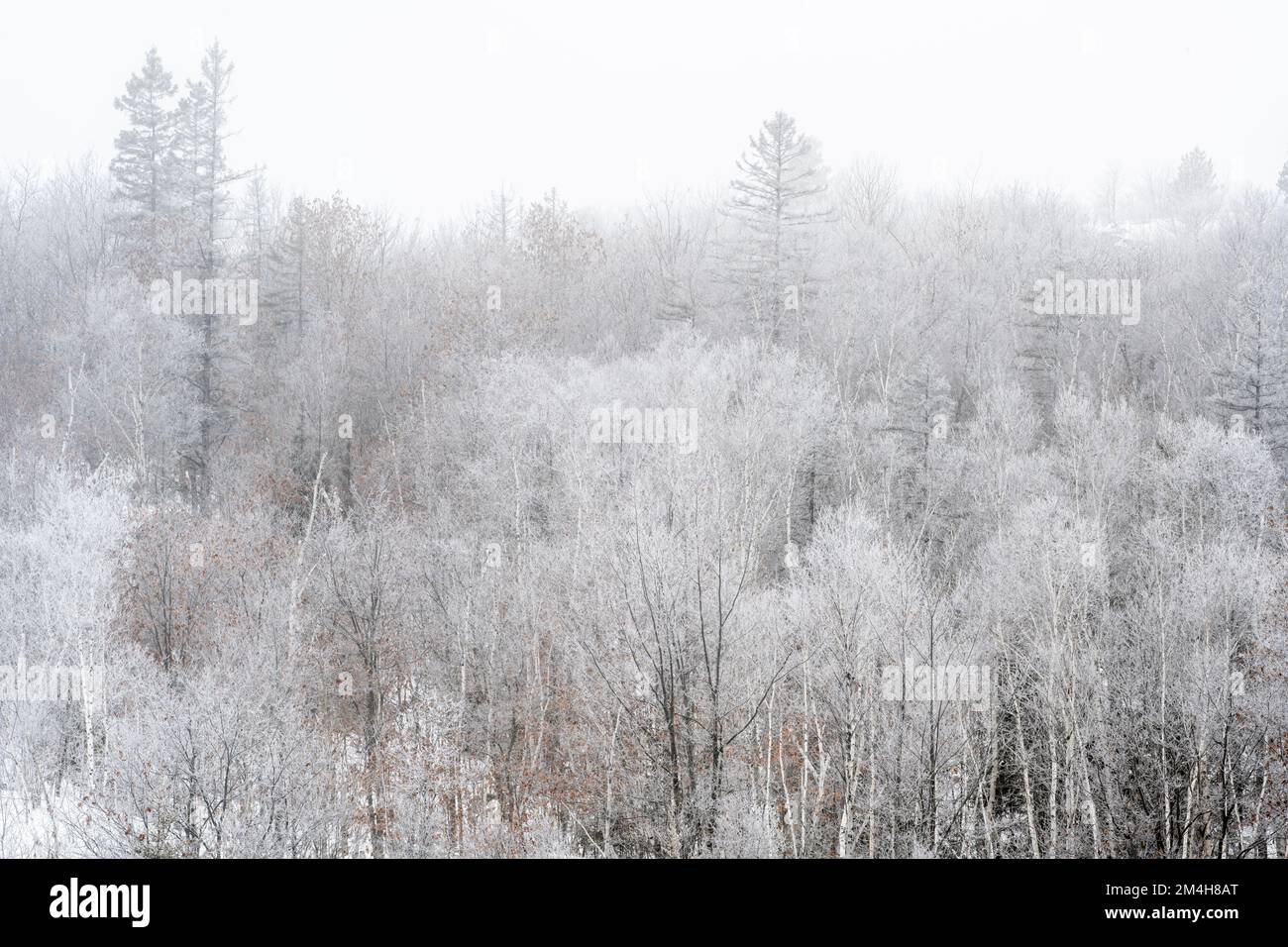 Winterfröste – Bäume auf einem Hügel, Greater Sudbury, Ontario, Kanada Stockfoto