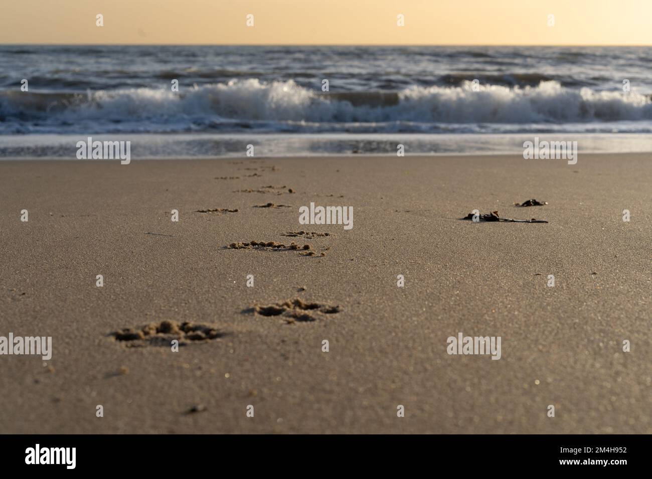 Fußspuren Im Sand Richtung Meer Stockfoto