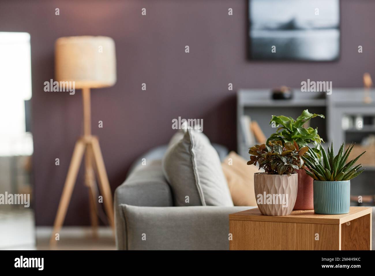 Hintergrund grüner Zimmerpflanzen und Sukkulenten auf dem Couchtisch in elegantem Wohnzimmer mit malvenfarbener Wand, Kopierraum Stockfoto