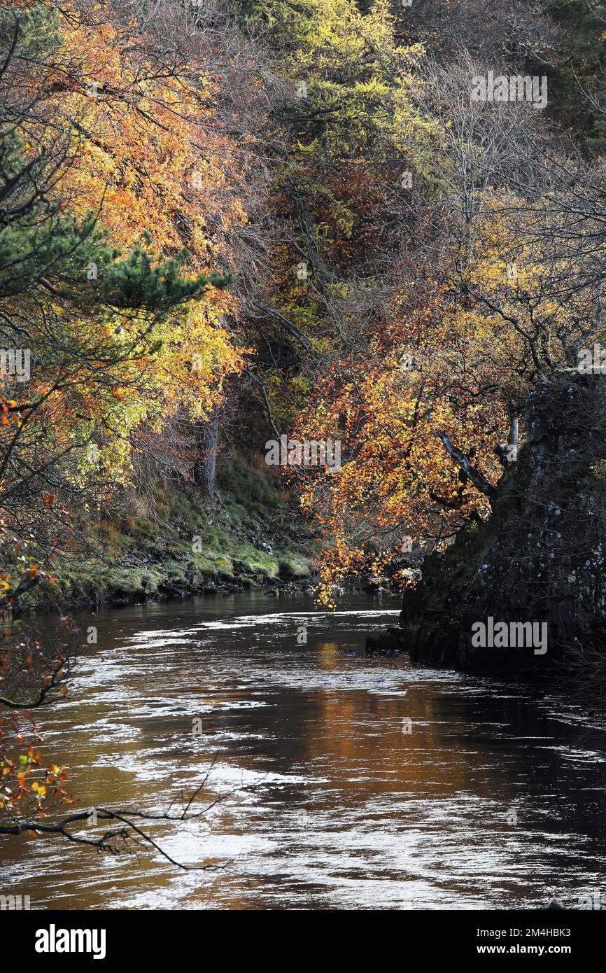 Die baumgesäumten Ufer des River Tees von der Wynch Bridge im Herbst, Upper Teesdale County Durham, Großbritannien Stockfoto