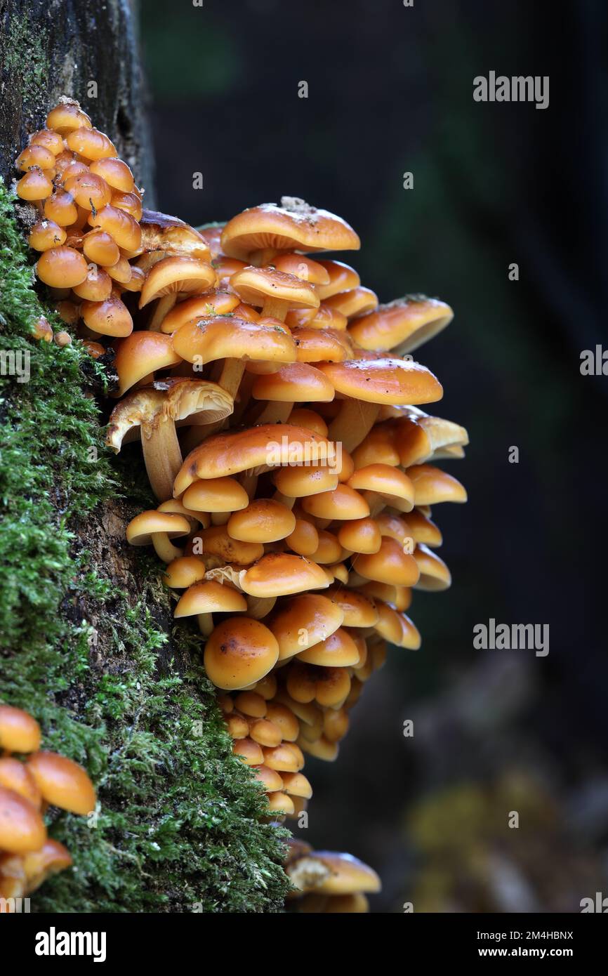 Samtpilze (Flammulina velutipes), von denen einige gefroren und mit Eis beschichtet sind, wachsen auf einem alten Sycamore-Baum, Nordengland, Großbritannien Stockfoto