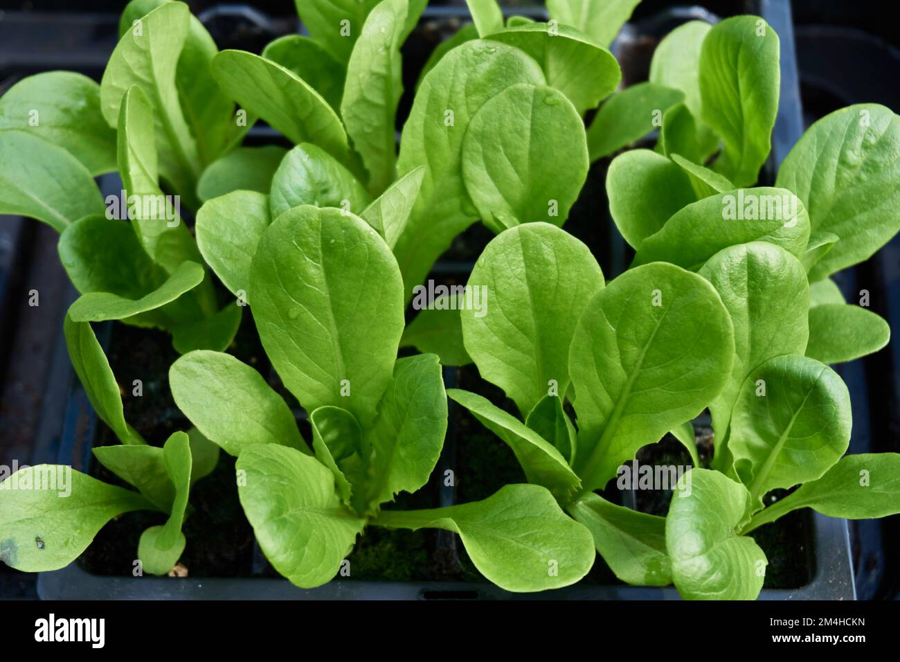 Junge Salatpflanzen in einem Pflanzentablett. Stockfoto