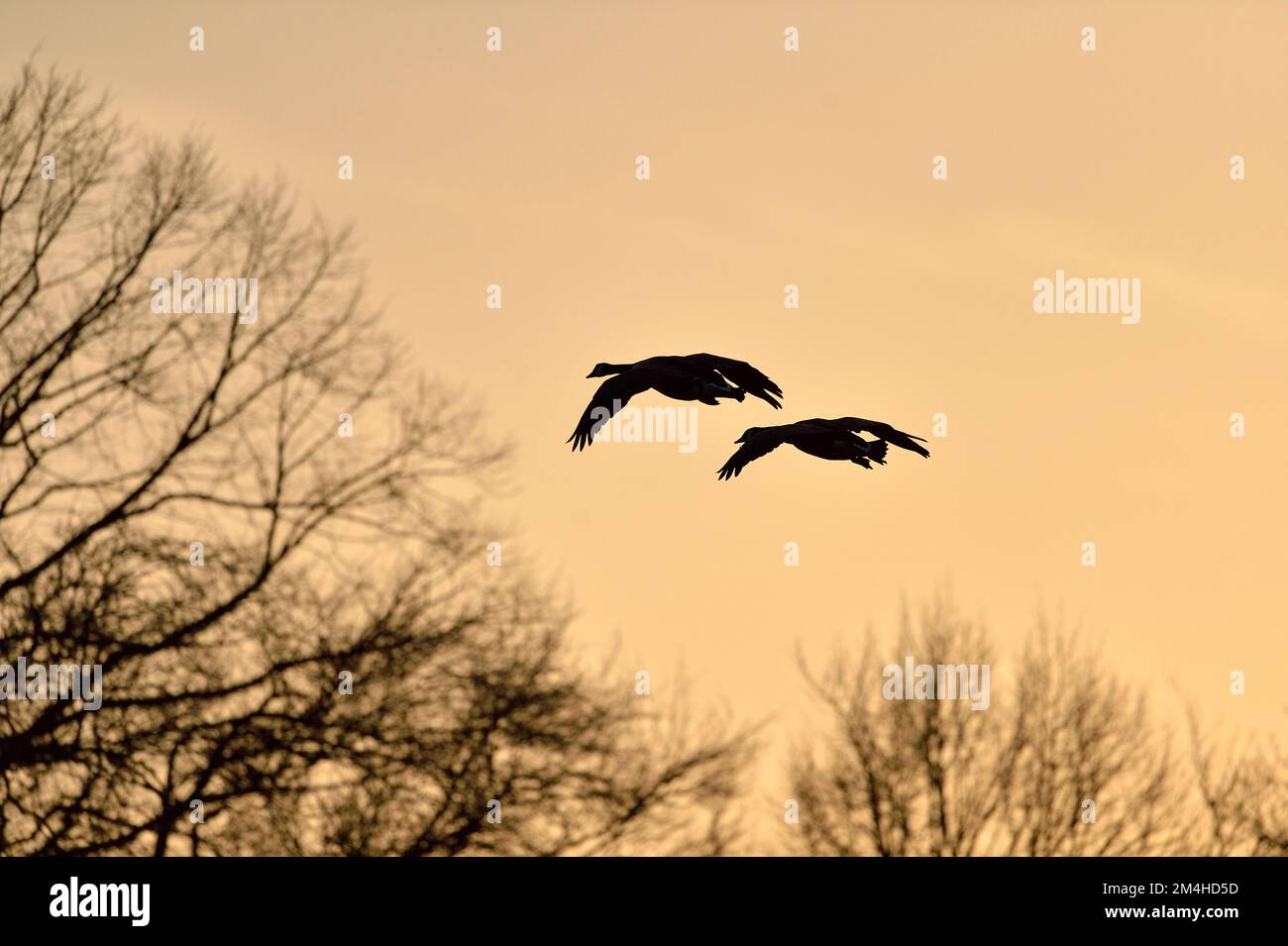 Canada Goose (Branta canadensis) Silhouette von Paar Gänsen bei Sonnenuntergang Fliegen auf dem See in municiple Park, Cheshire, England, März 2017 Stockfoto