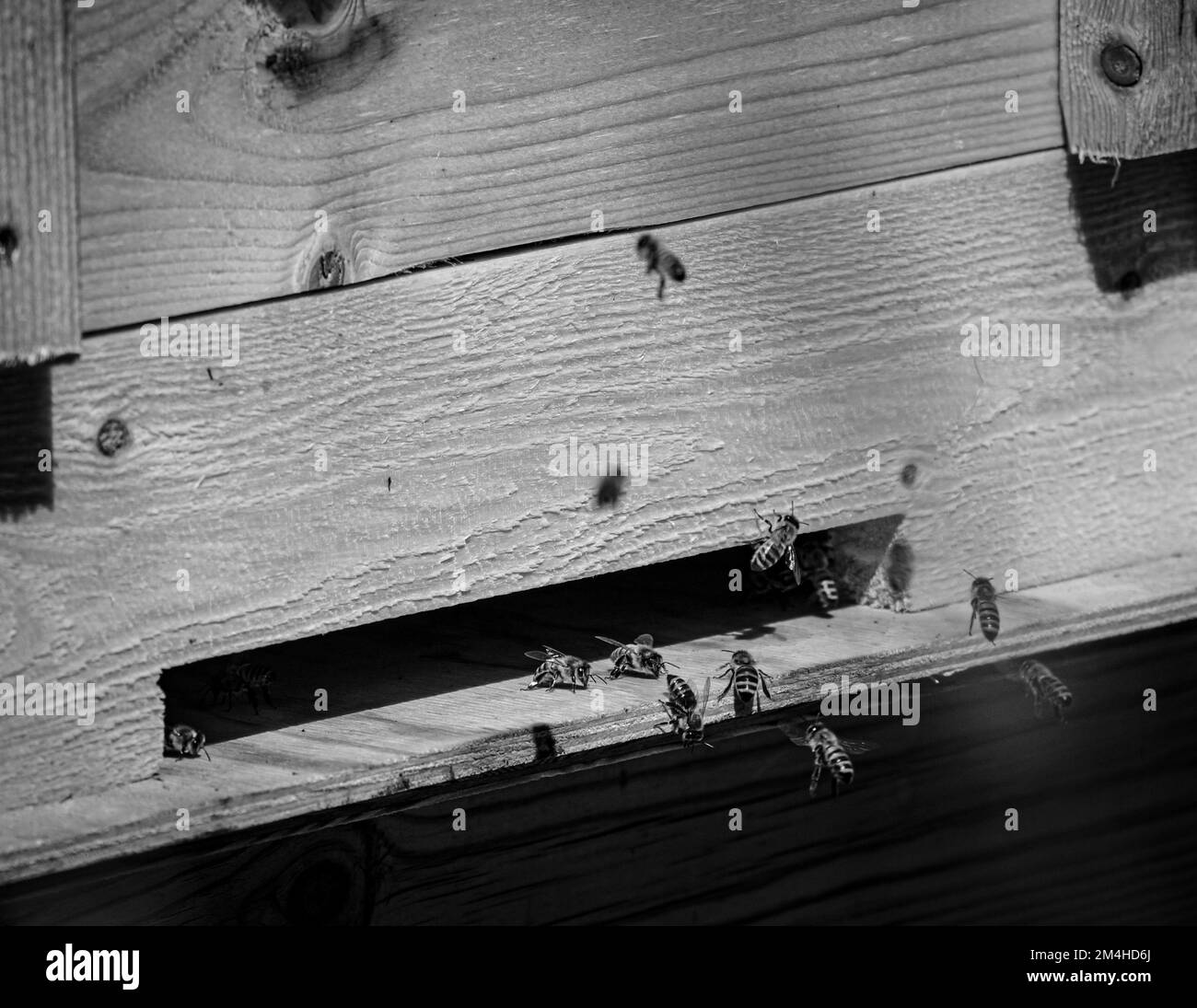 Blick aus einem hohen Winkel auf Bienen in einem Bienenstock Stockfoto