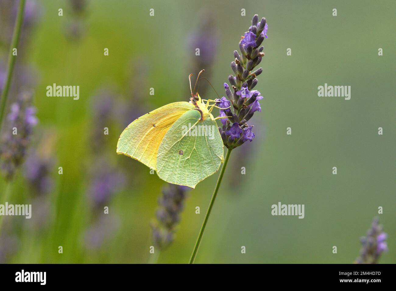 Cleopatra, Gonepteryx cleopatra Fütterung von Lavendel Caroux Espinouse Natural Reserve, Frankreich Stockfoto