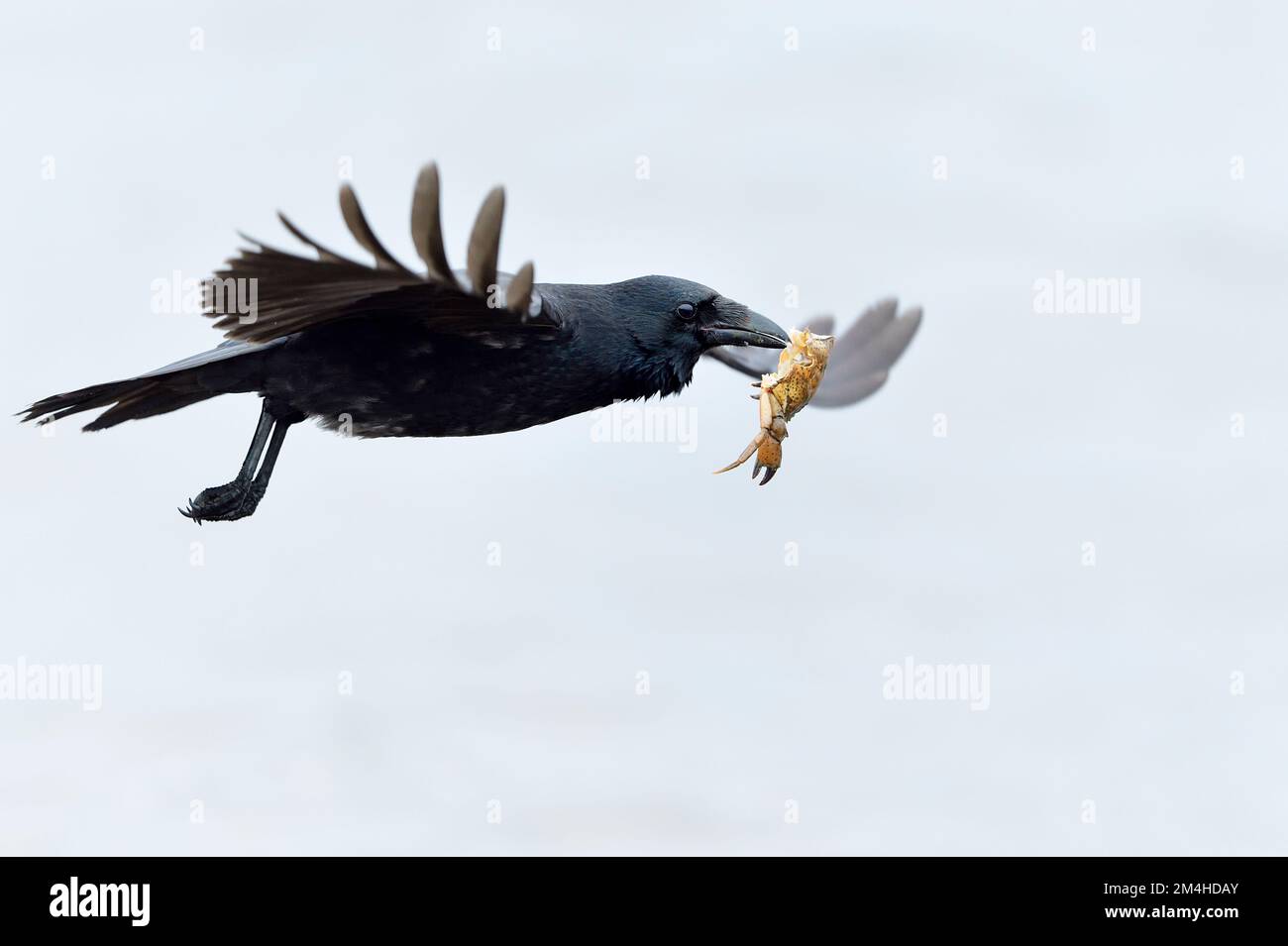 Aaskrähe (Corvus corone Corone), die mit den Überresten einer Krabbe vor der Heringsmull, Moray Firth, Schottland, Oktober 2018, abfliegt Stockfoto