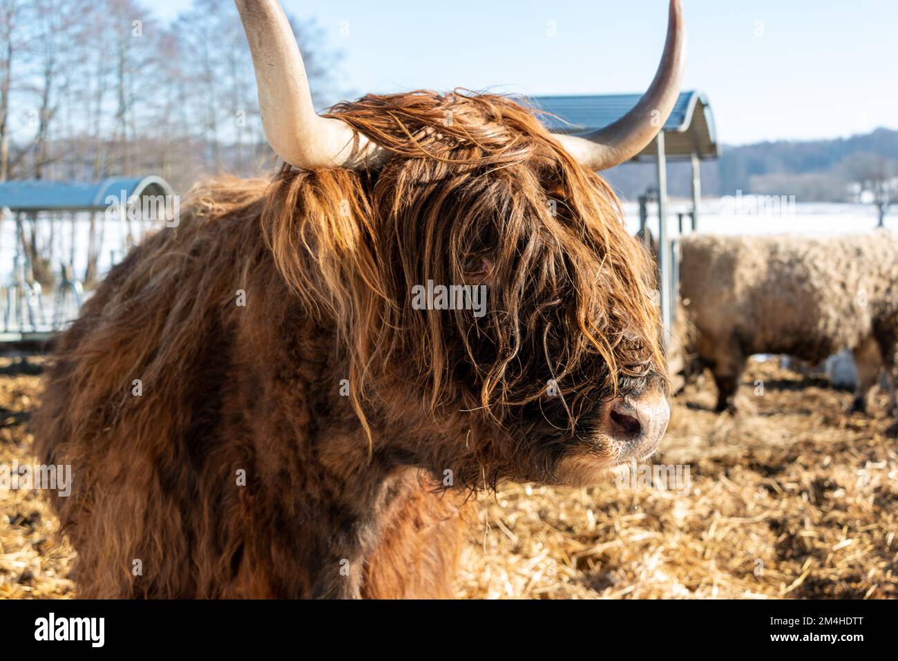 Braune, zottelige Galloway Rinder auf einer Koppel im Schleswig-Holsteinischen Winter Stockfoto