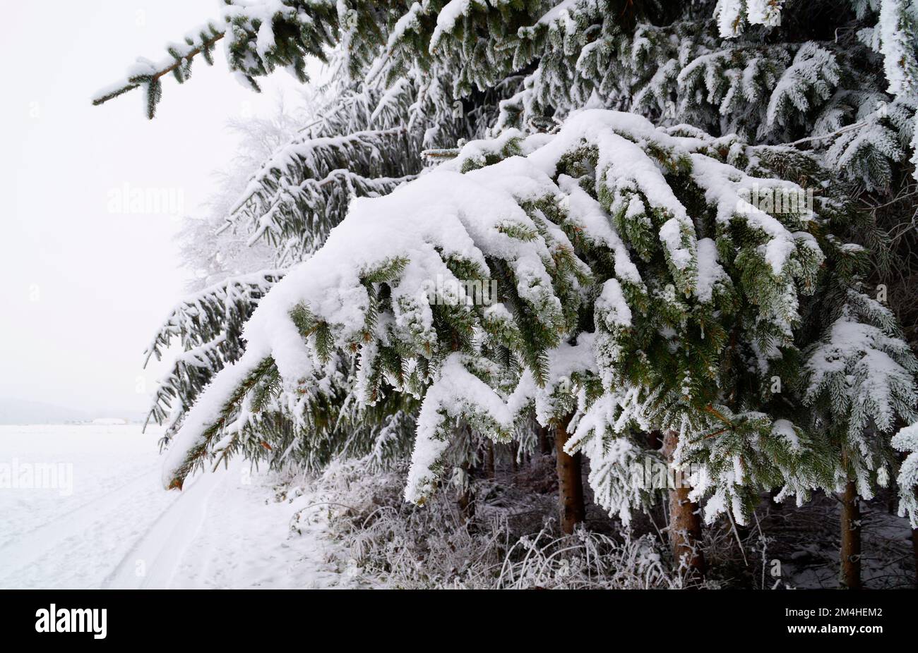 Eine winterliche Landschaft der szenischen gefrorenen bayrischen Landschaft in Birkach mit Bäumen bedeckt mit Schnee und Reisig zur Weihnachtszeit (Deutschland) Stockfoto