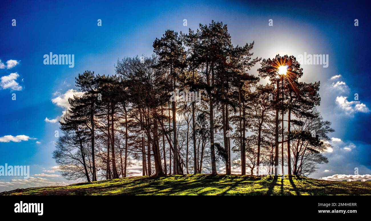 Eine Gruppe von Bäumen auf einem Hügel, die einen Schatten werfen. Stockfoto