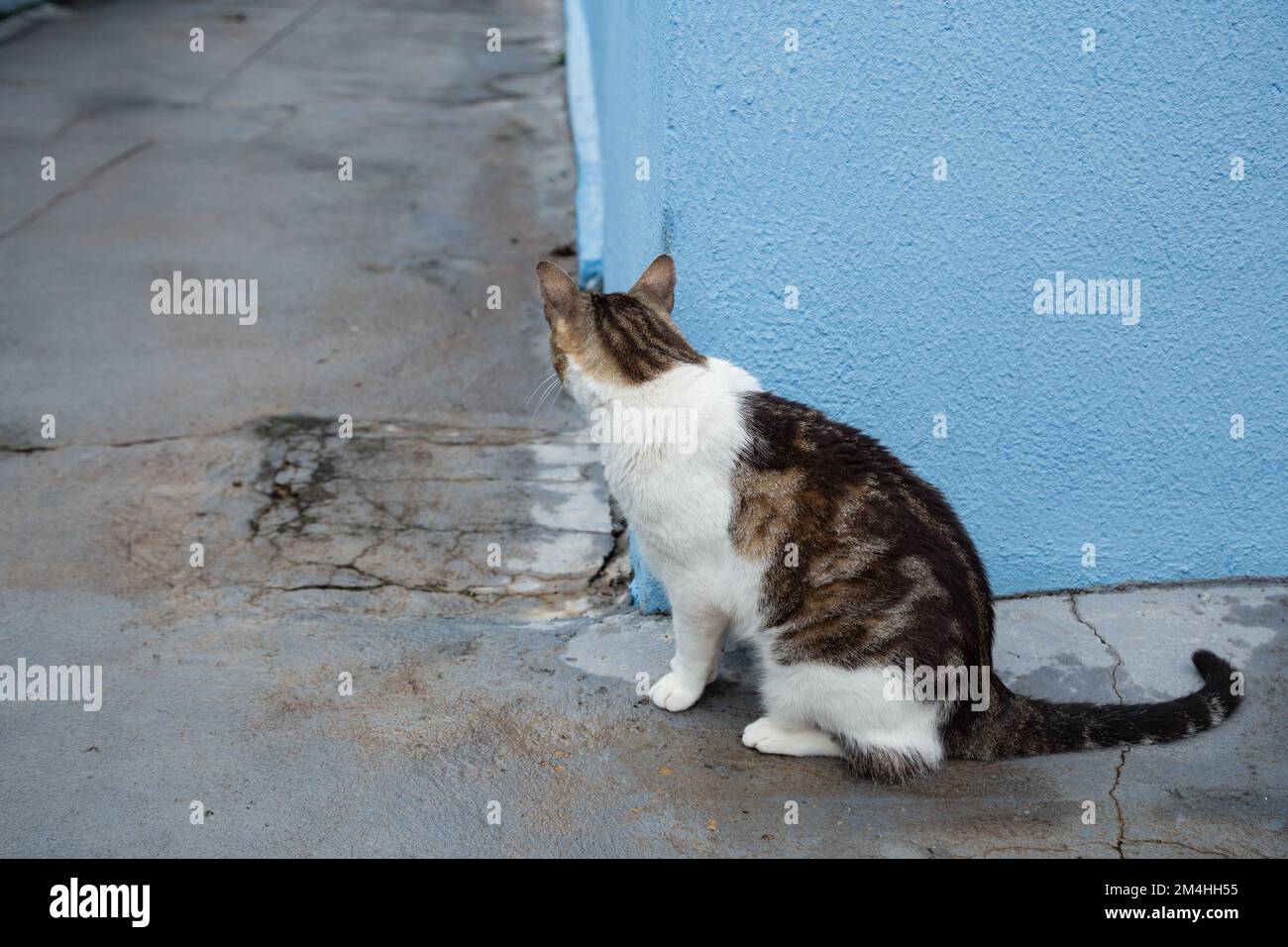 Goiania, Goiás, Brasilien – 20. Dezember 2022: Eine Katze auf dem Betonboden, die hinter der blauen Mauer wartet. Stockfoto