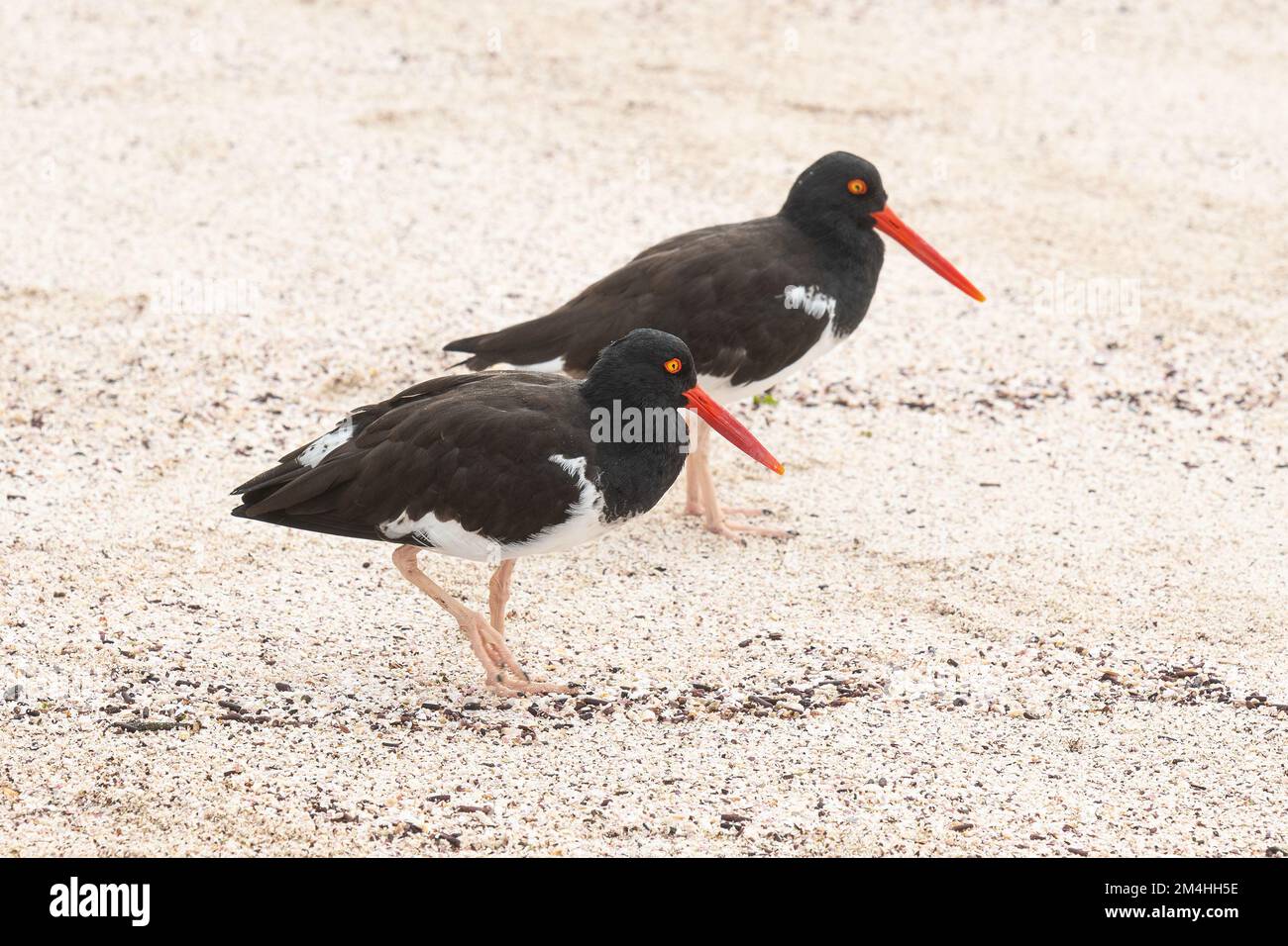 Zwei amerikanische Austernfänger (Haematopus palliatus) an einem Strand der Insel Espanola, Galapagos-Nationalpark, Ecuador. Stockfoto
