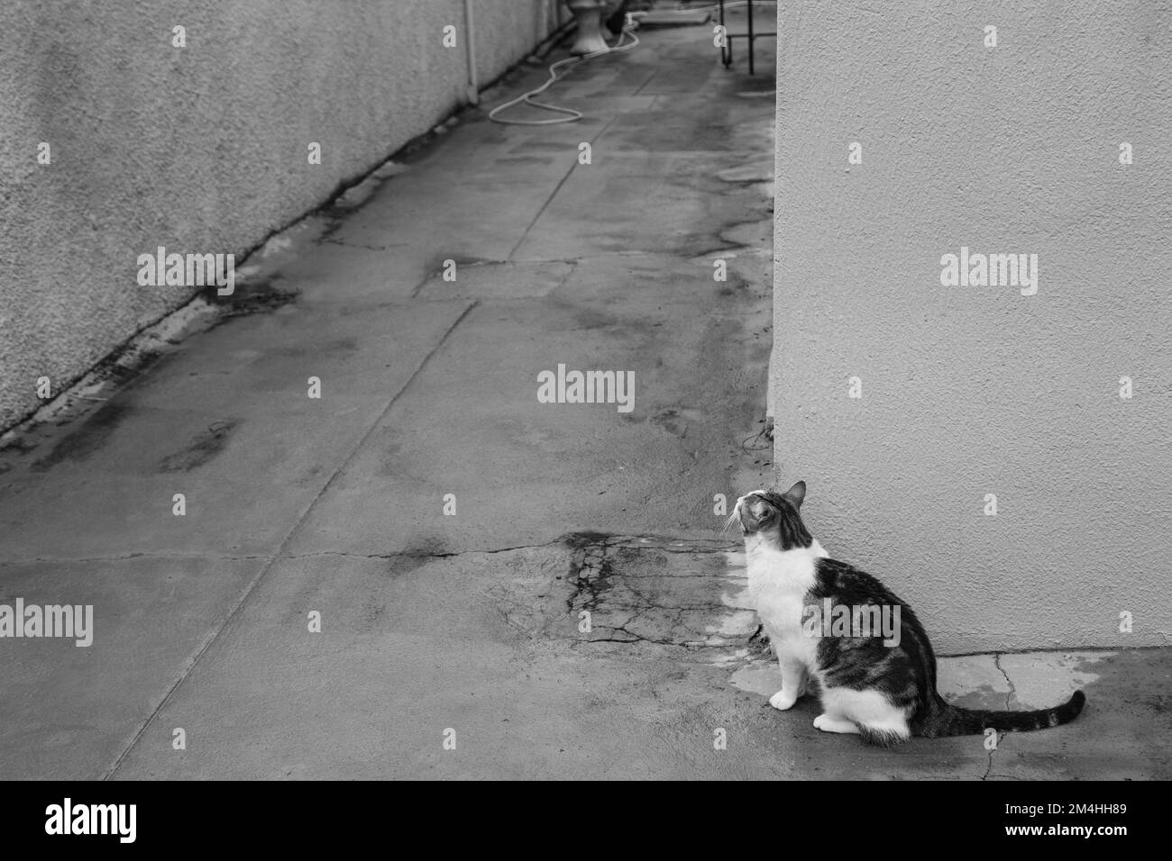 Goiania, Goiás, Brasilien – 20. Dezember 2022: Eine Katze auf dem Betonboden, die hinter der Mauer wartet. Schwarzweißbild. Stockfoto