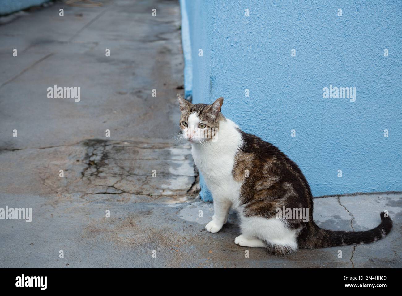 Goiania, Goiás, Brasilien – 20. Dezember 2022: Eine Katze auf dem Betonboden, die hinter der blauen Mauer wartet. Stockfoto