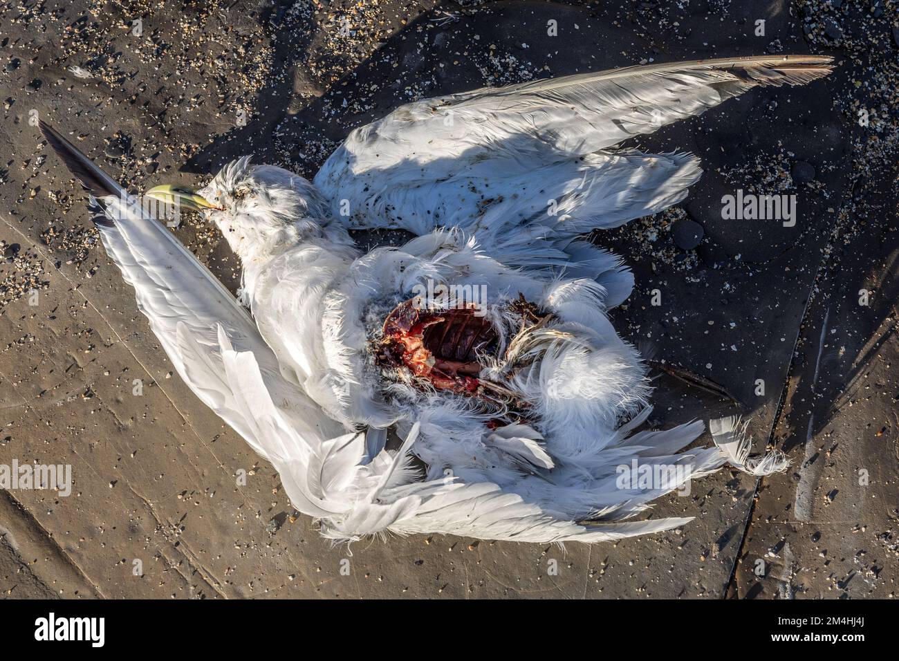 Dead Herring Gull, Kimmeridge Bay, Kimmeridge, Isle of Purbeck, Jurassic Coast, Dorset, Großbritannien Stockfoto